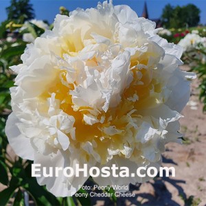 Paeonia Cheddar Cheese