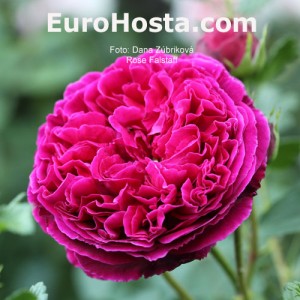 Ruža Falstaff - Eurohosta