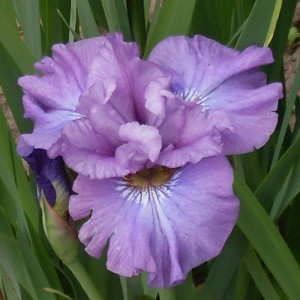 Iris Rosy Bows
