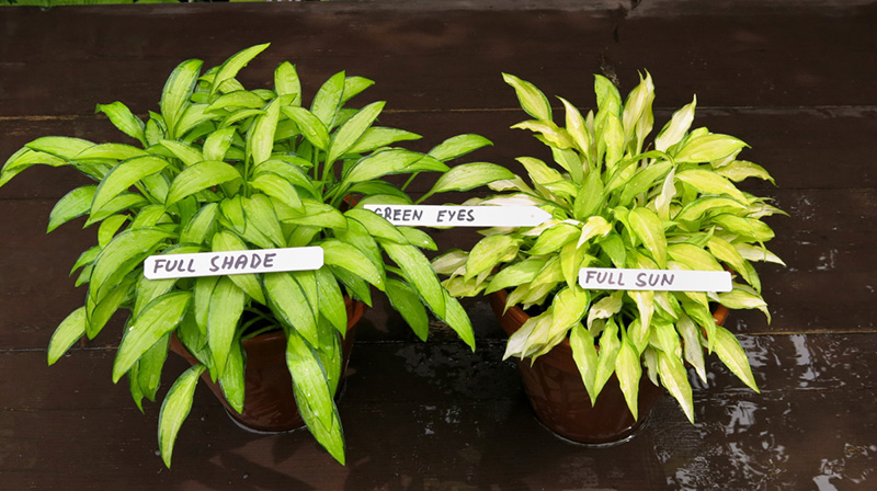 hosta - eurohosta