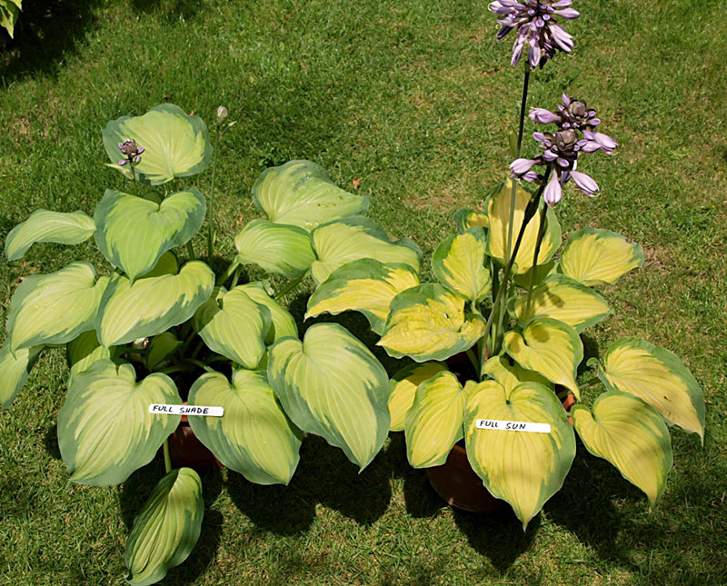 hosta - eurohosta