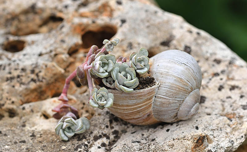 hosta - eurohosta