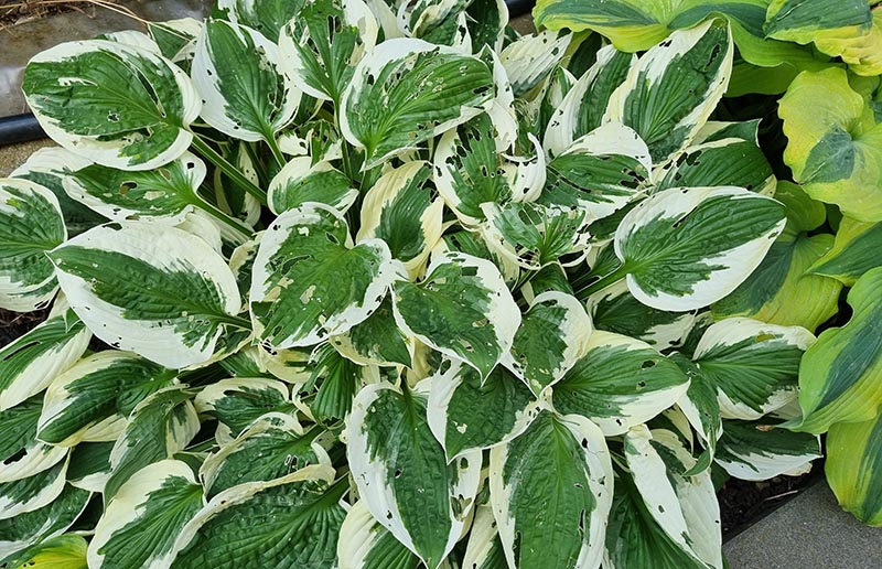 hosta - eurohosta