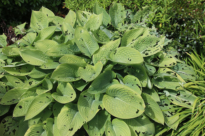 hosta - eurohosta