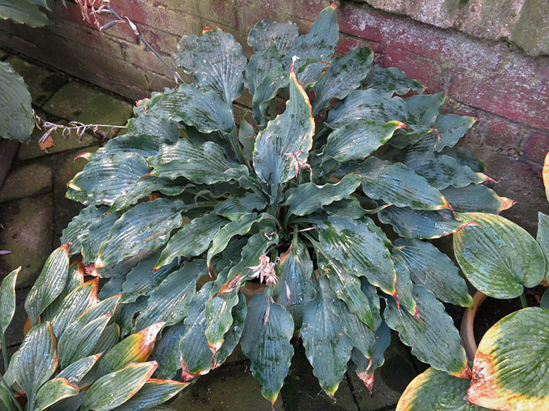 hosta hosta
