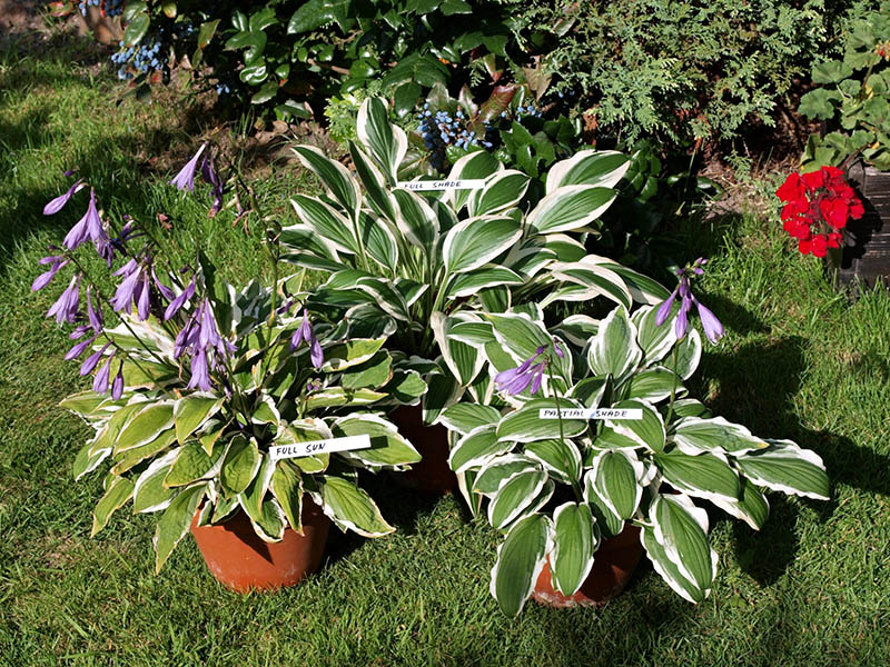 hosta - eurohosta