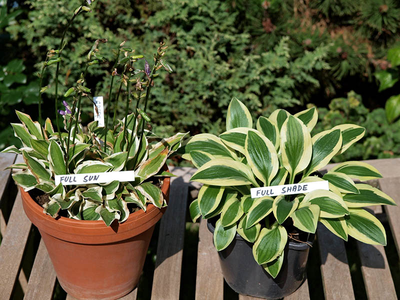 hosta - eurohosta