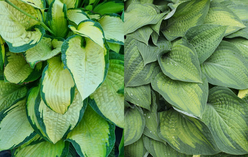 hosta hosta