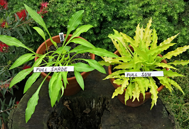 hosta - eurohosta