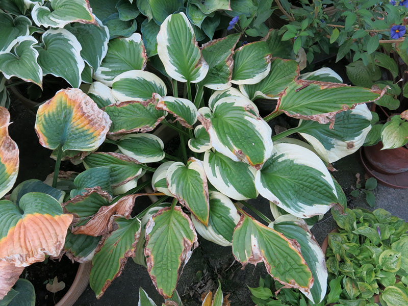 hosta - eurohosta