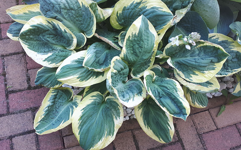 hosta - eurohosta