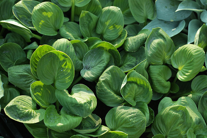 hosta - eurohosta