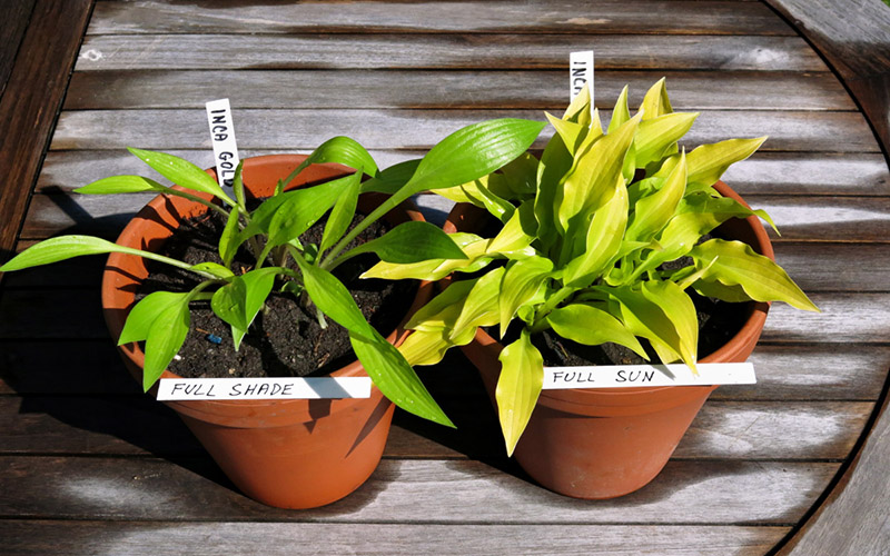 hosta - eurohosta