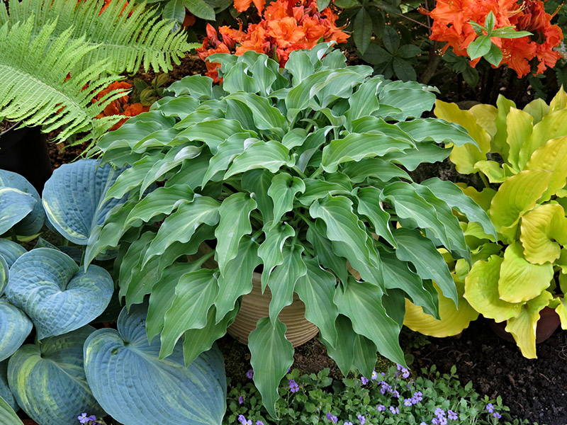hosta hosta