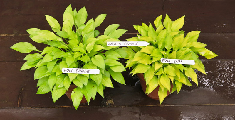 hosta - eurohosta