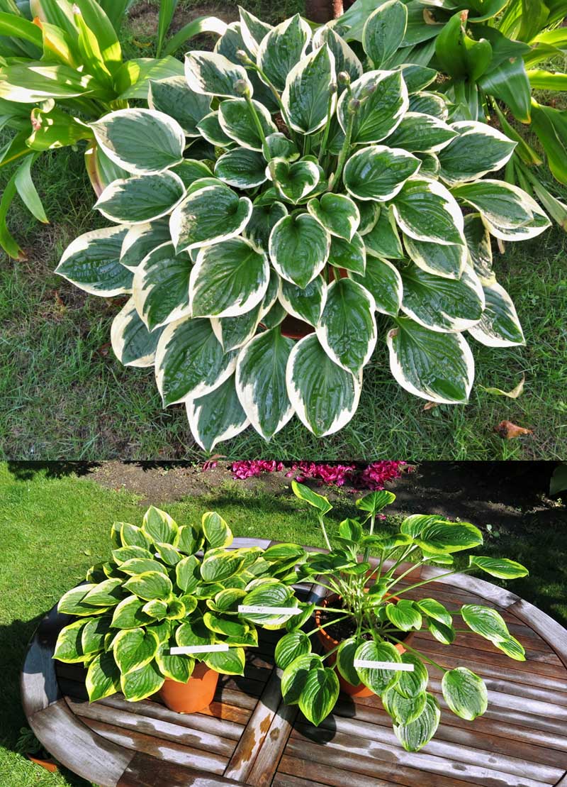 hosta - eurohosta
