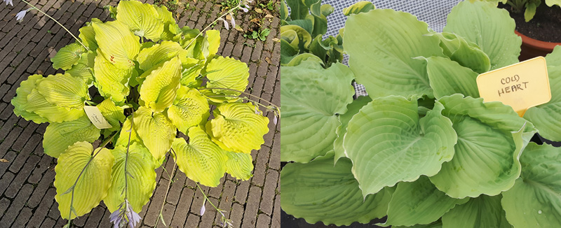 hosta - eurohosta hosta - eurohosta