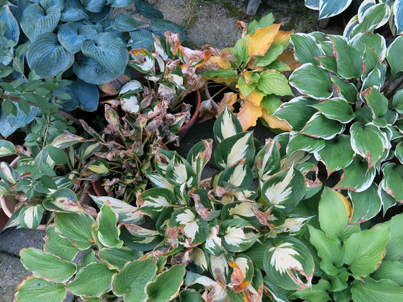 hosta - eurohosta