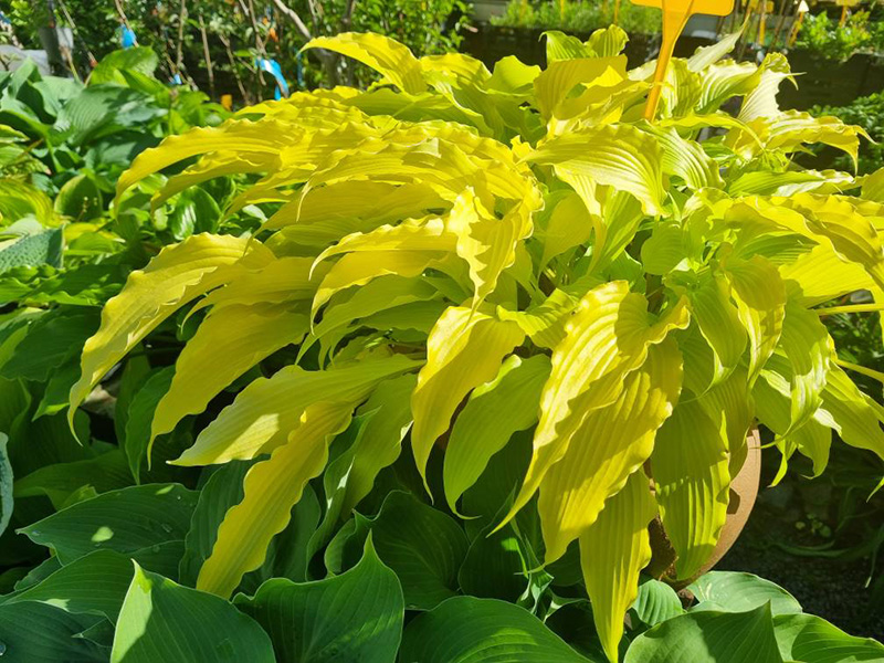 hosta hosta