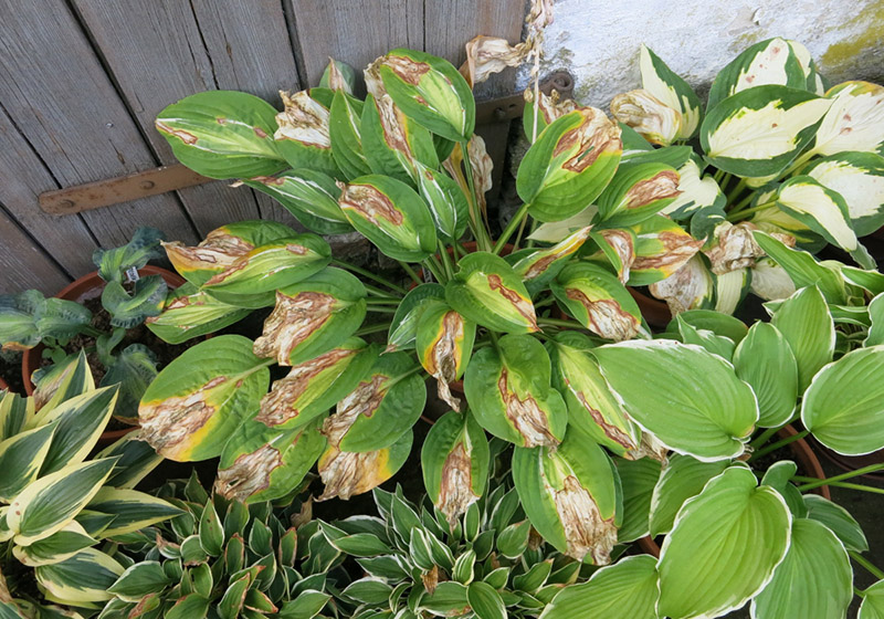 hosta - eurohosta