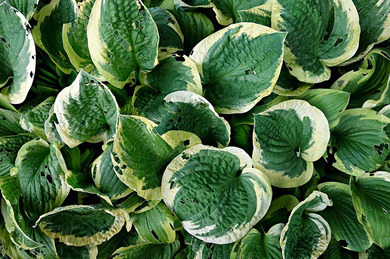 hosta - eurohosta