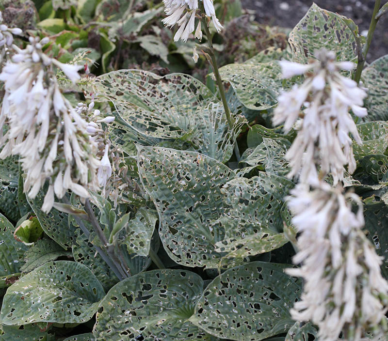 hosta - eurohosta