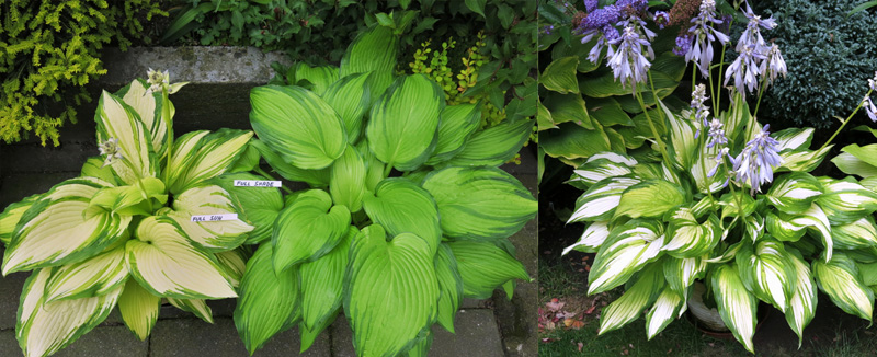hosta - eurohosta