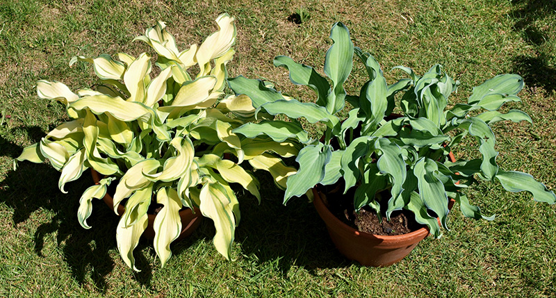 hosta - eurohosta