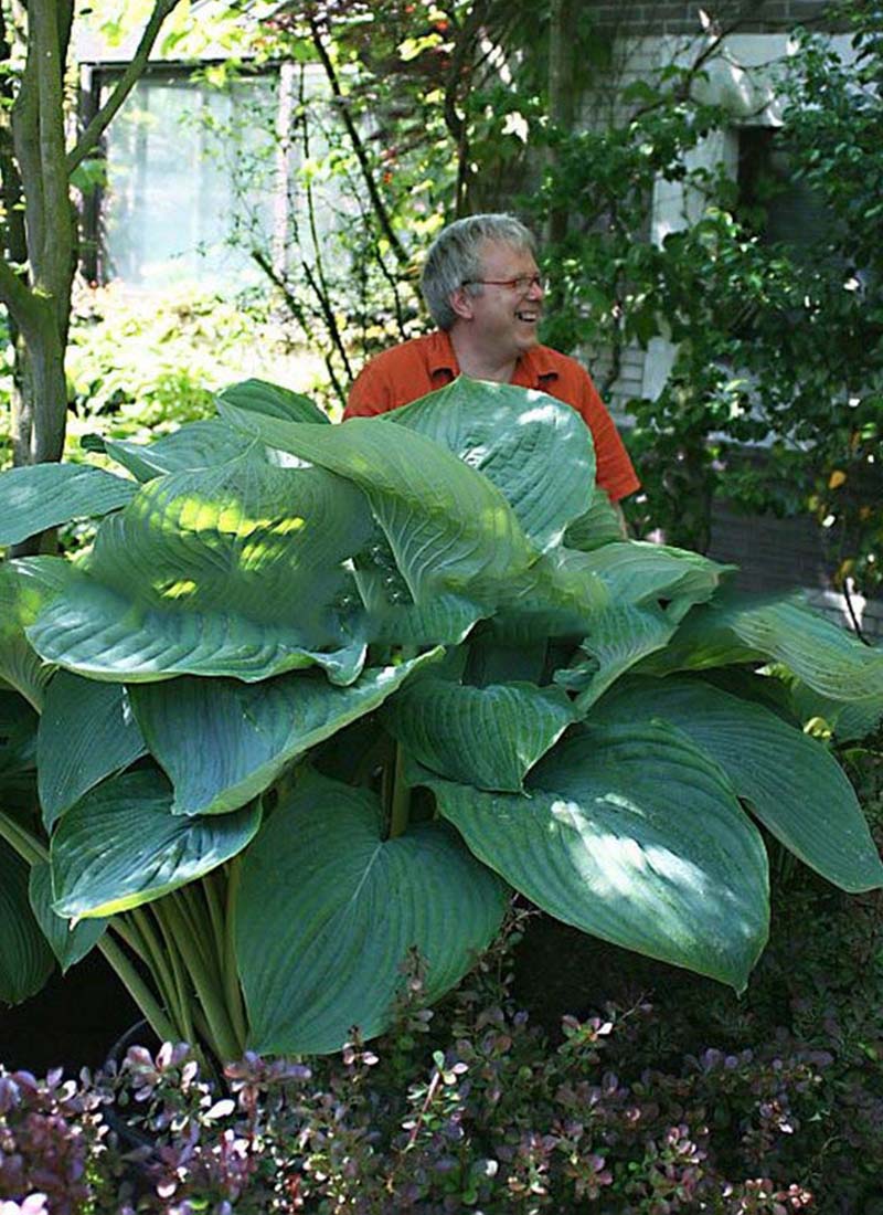Kaiserin unter den Hostas