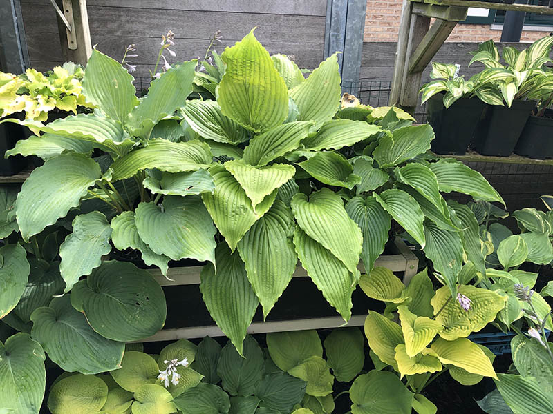 hosta stauden