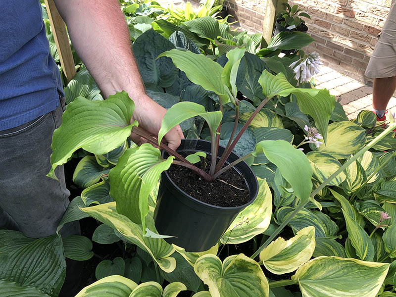 Hosta Rik Desmedt
