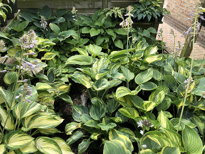 hosta collector