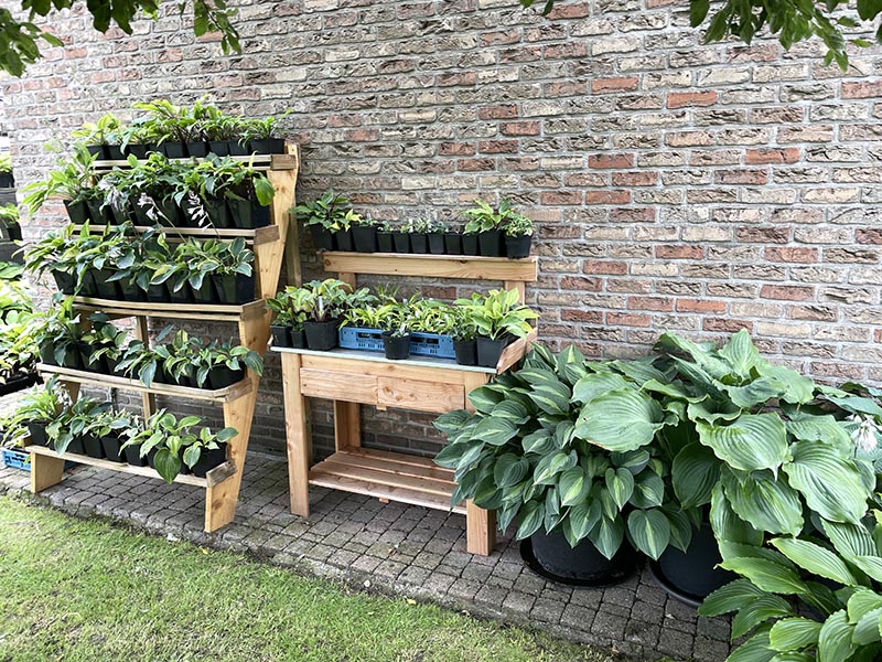 hosta im garten