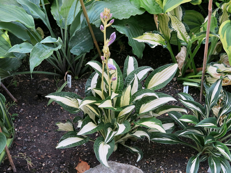 hosta