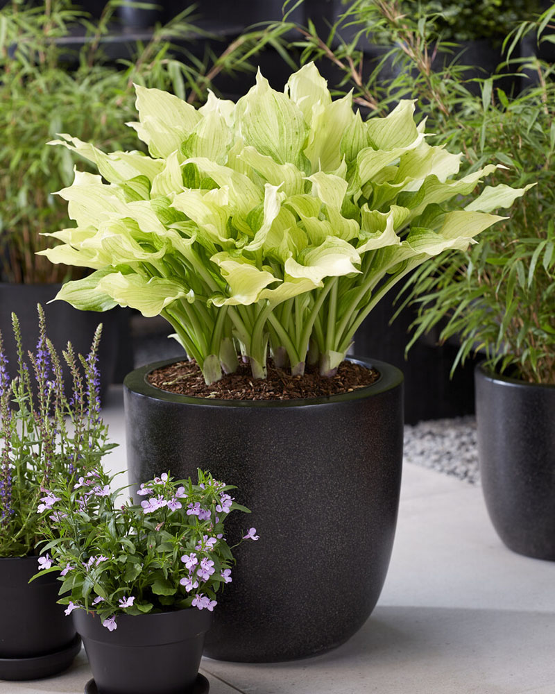 hosta white feather