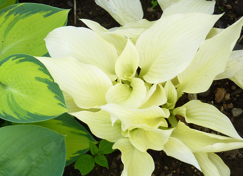 hosta white feather
