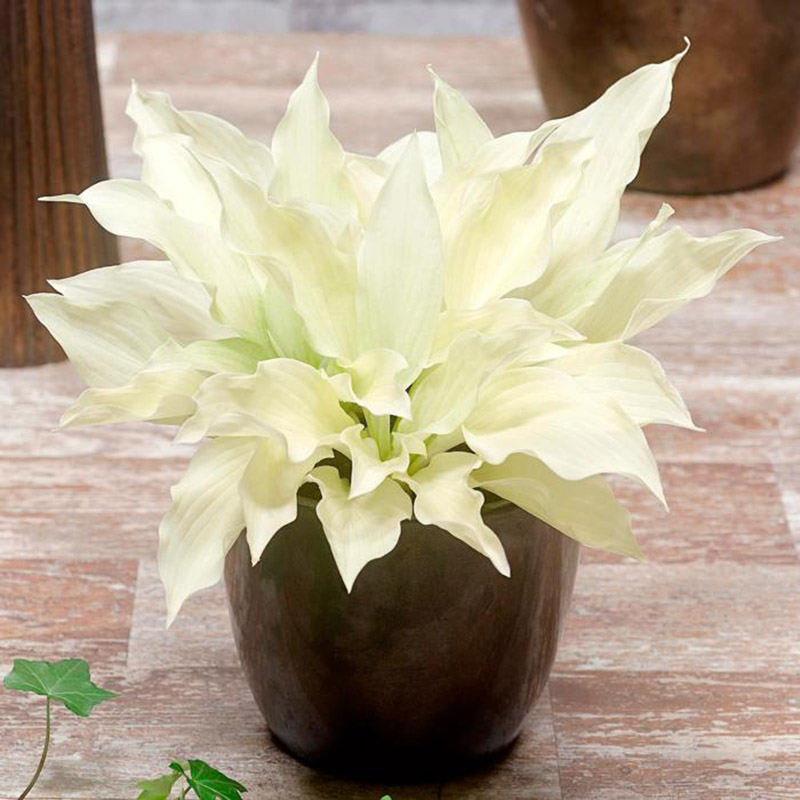 hosta white feather
