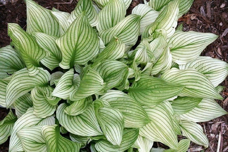 hosta zebra stripes
