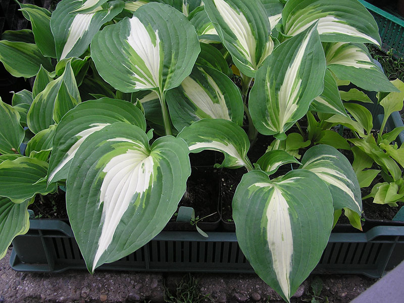 hosta
