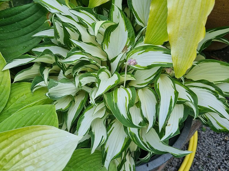 b&iacute;l&aacute; hosta