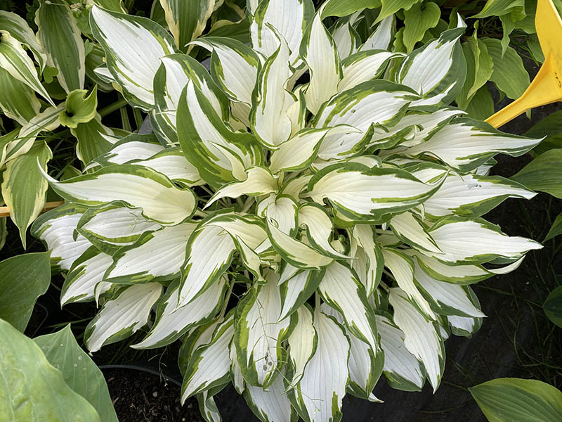 b&iacute;l&aacute; hosta
