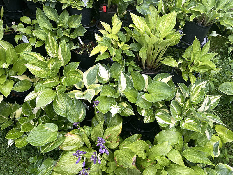 hosta im garten