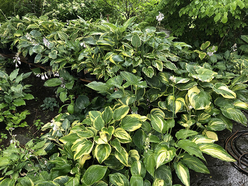 hosta - eurohosta
