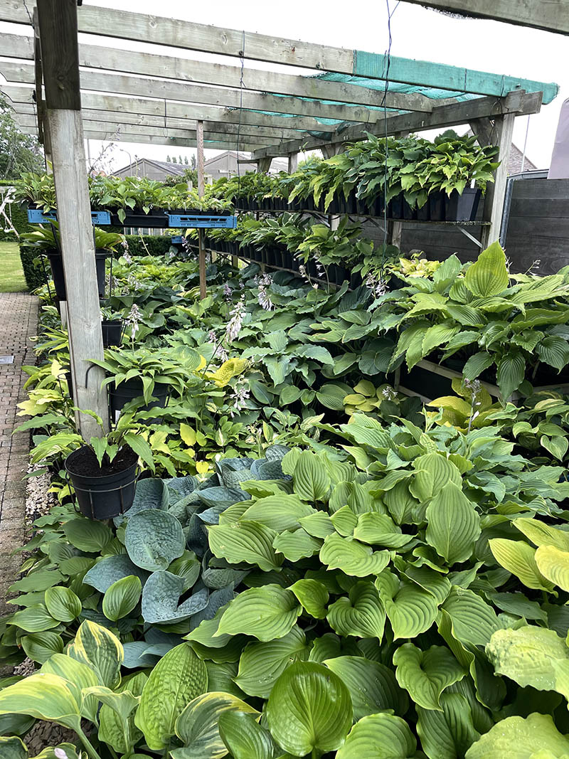 hosta collection