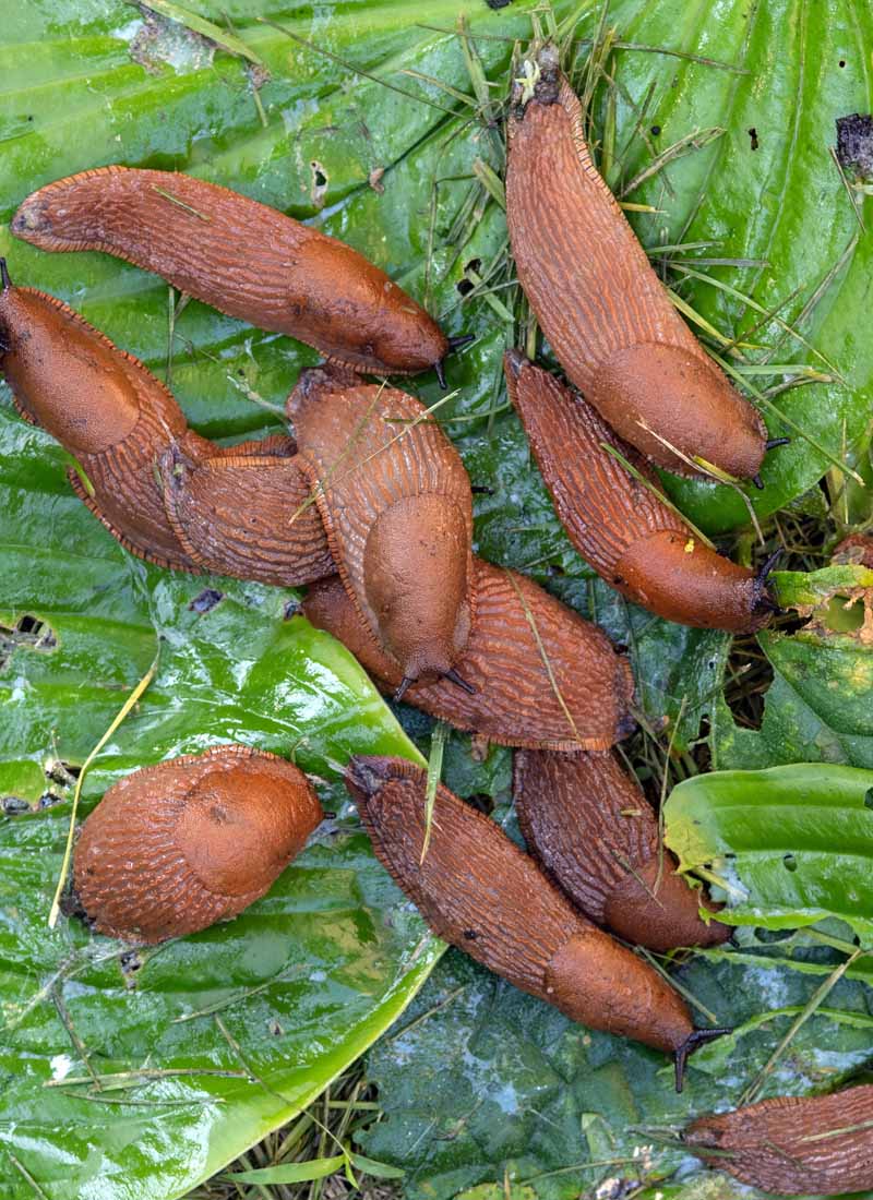 Schnecken und Nacktschnecken